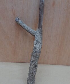 Small Cork Branch - Upto 40cm - 28