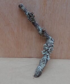 Small Cork Branch - Upto 40cm - 29