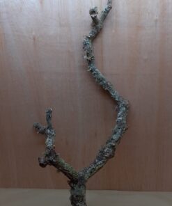 Large Cork Branch - 80-110cm - 1