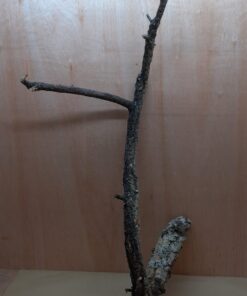 Large Cork Branch - 80-110cm - 2
