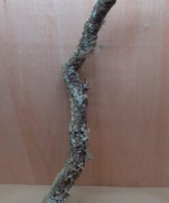 Large Cork Branch - 80-110cm - 4