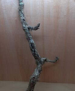 Large Cork Branch - 80-110cm - 5