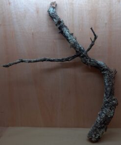 Large Cork Branch - 80-110cm - 11