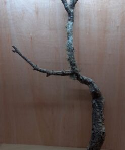 Large Cork Branch - 80-110cm - 17