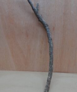 Medium Cork Branch - 40-80cm - 1
