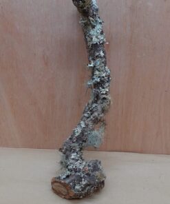 Medium Cork Branch - 40-80cm - 2