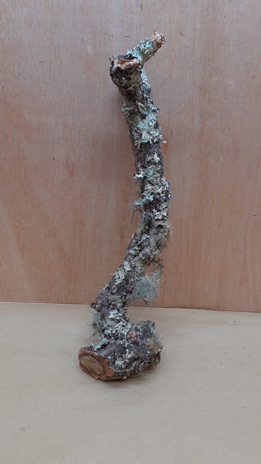 Medium Cork Branch - 40-80cm - 2