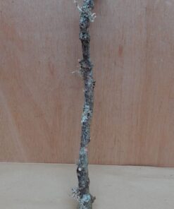 Medium Cork Branch - 40-80cm - 3
