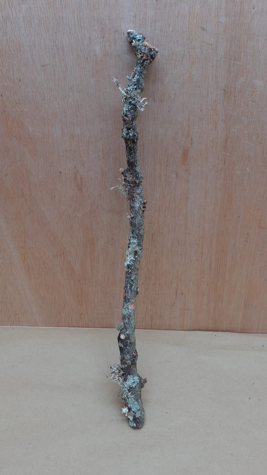 Medium Cork Branch - 40-80cm - 3