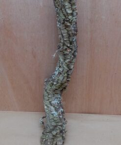 Medium Cork Branch - 40-80cm - 4