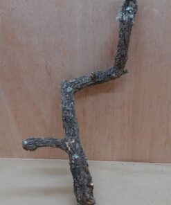 Medium Cork Branch - 40-80cm - 5