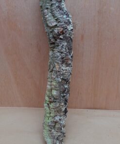 Medium Cork Branch - 40-80cm - 6