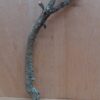 Medium Cork Branch - 40-80cm - 7