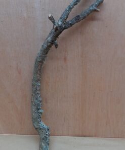 Medium Cork Branch - 40-80cm - 7