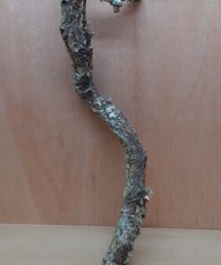 Medium Cork Branch - 40-80cm - 8