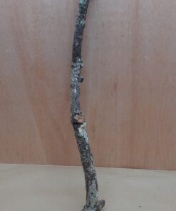 Medium Cork Branch - 40-80cm - 9