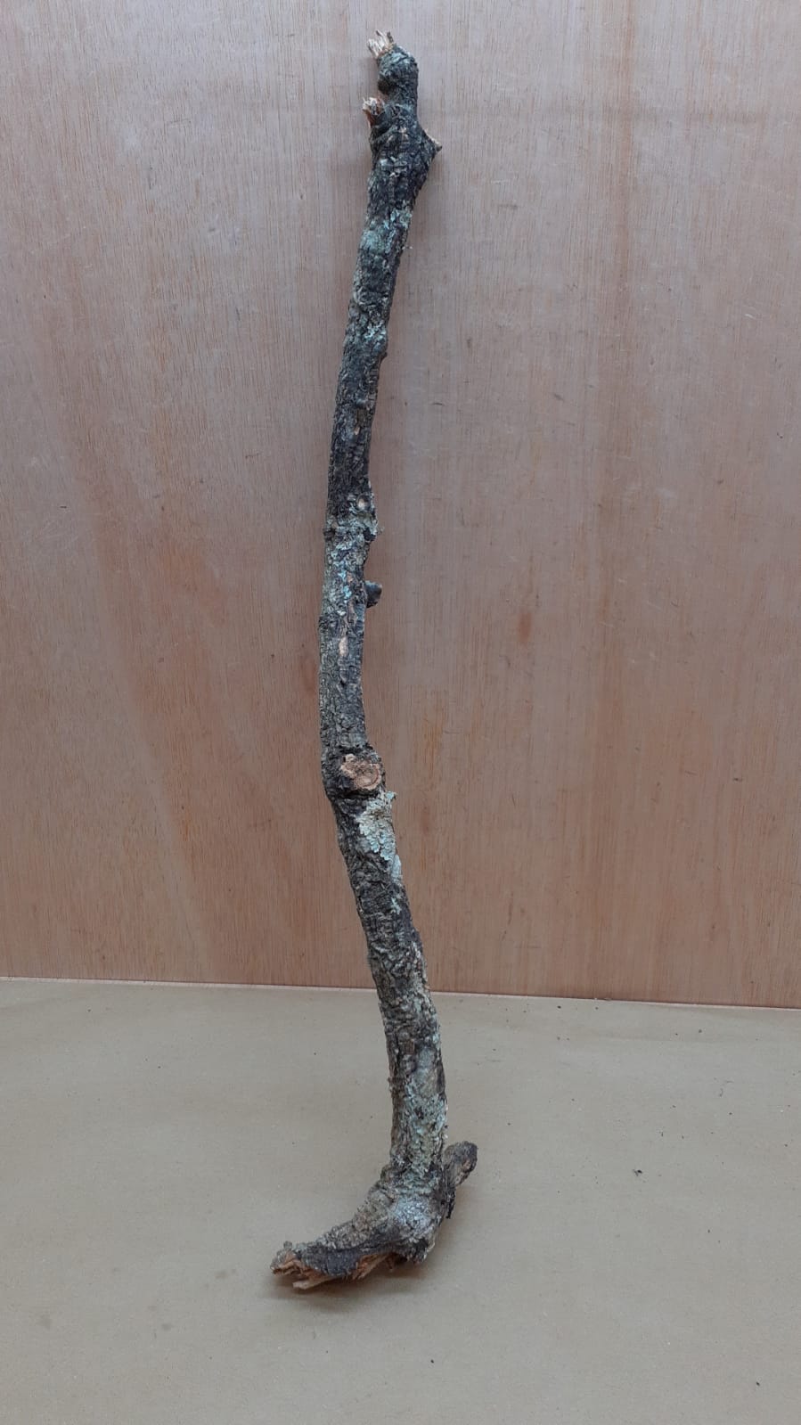 Medium Cork Branch - 40-80cm - 9