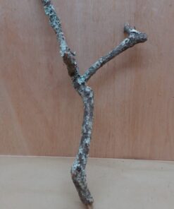 Medium Cork Branch - 40-80cm - 10