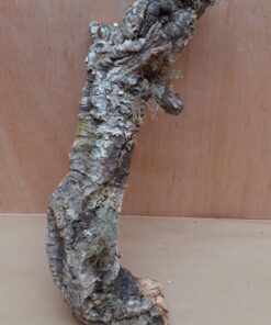 Medium Cork Branch - 40-80cm - 11