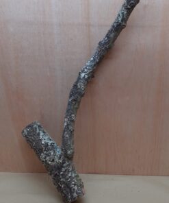 Medium Cork Branch - 40-80cm - 14