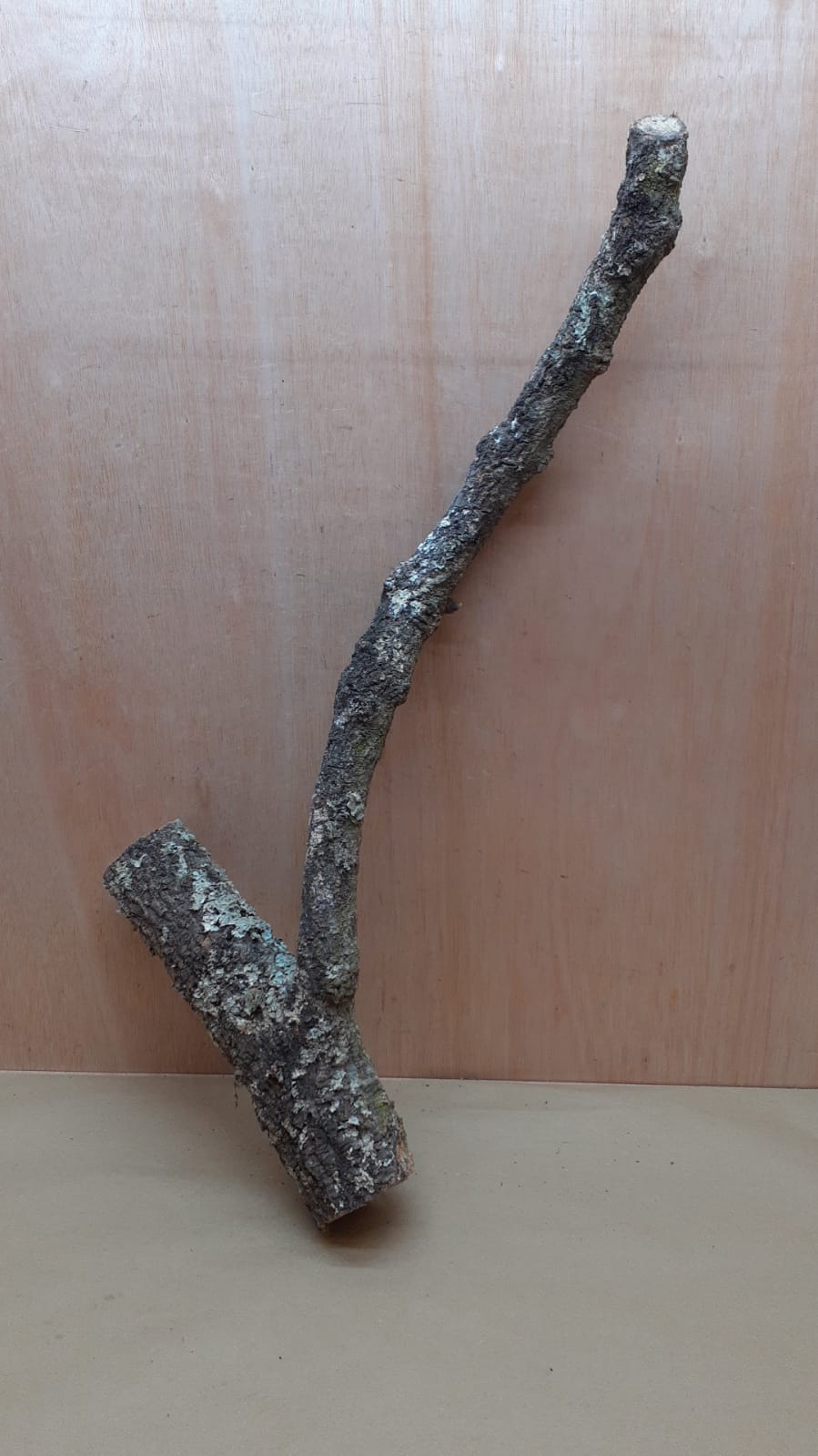 Medium Cork Branch - 40-80cm - 14