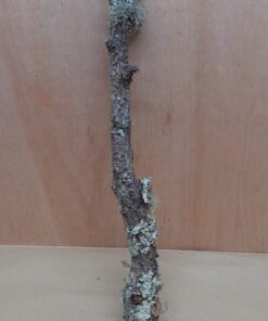 Medium Cork Branch - 40-80cm - 15
