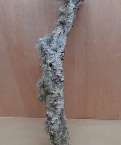 Medium Cork Branch - 40-80cm - 16