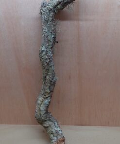 Medium Cork Branch - 40-80cm - 17