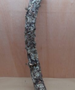 Medium Cork Branch - 40-80cm - 18
