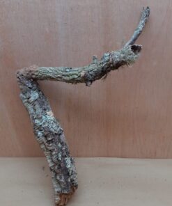 Medium Cork Branch - 40-80cm - 19