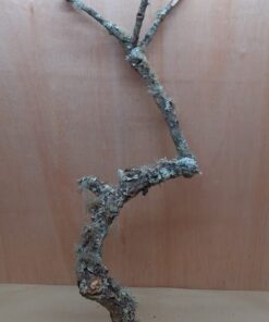 Medium Cork Branch - 40-80cm - 20