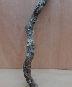 Medium Cork Branch - 40-80cm - 22