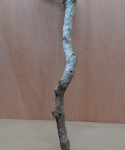Medium Cork Branch - 40-80cm - 24