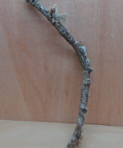 Medium Cork Branch - 40-80cm - 25