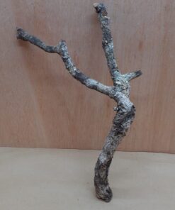 Medium Cork Branch - 40-80cm - 26