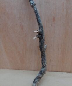 Medium Cork Branch - 40-80cm - 30