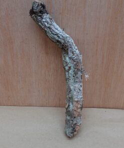 Small Cork Branch - Upto 40cm - 2