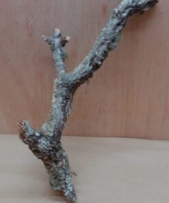 Small Cork Branch - Upto 40cm - 3