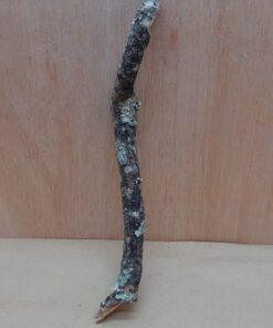 Small Cork Branch - Upto 40cm - 4