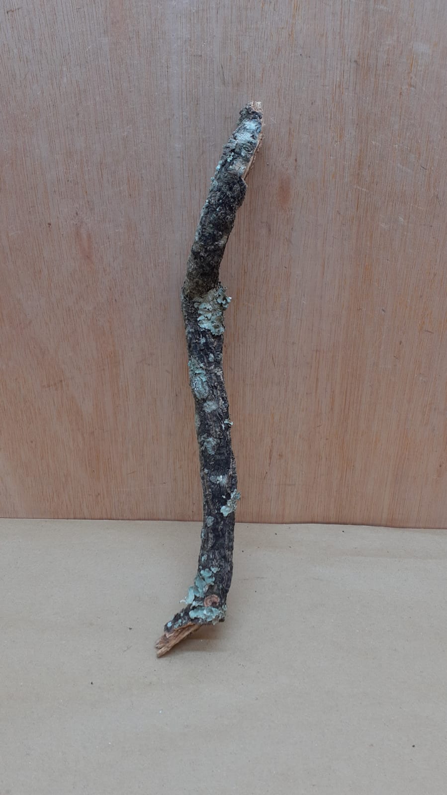 Small Cork Branch - Upto 40cm - 4