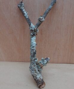 Small Cork Branch - Upto 40cm - 5
