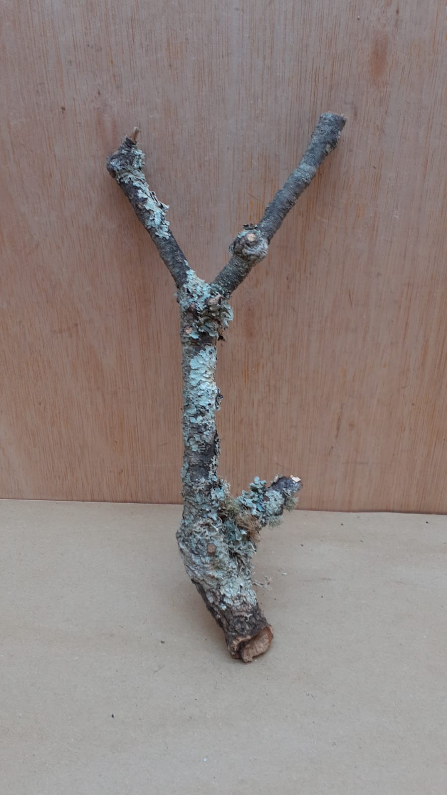 Small Cork Branch - Upto 40cm - 5