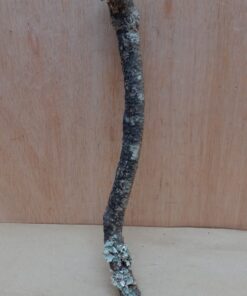 Small Cork Branch - Upto 40cm - 7