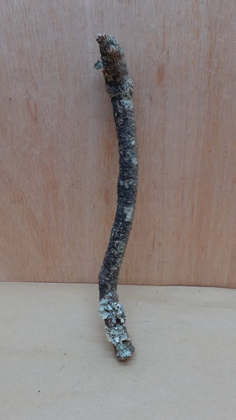 Small Cork Branch - Upto 40cm - 7
