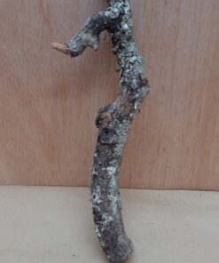 Small Cork Branch - Upto 40cm - 8