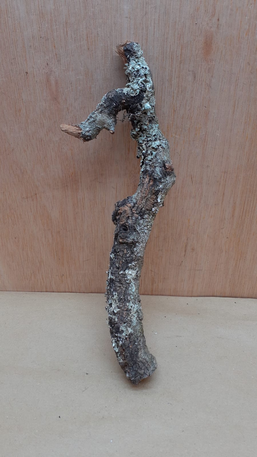 Small Cork Branch - Upto 40cm - 8