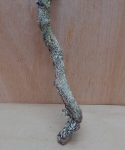 Small Cork Branch - Upto 40cm - 11