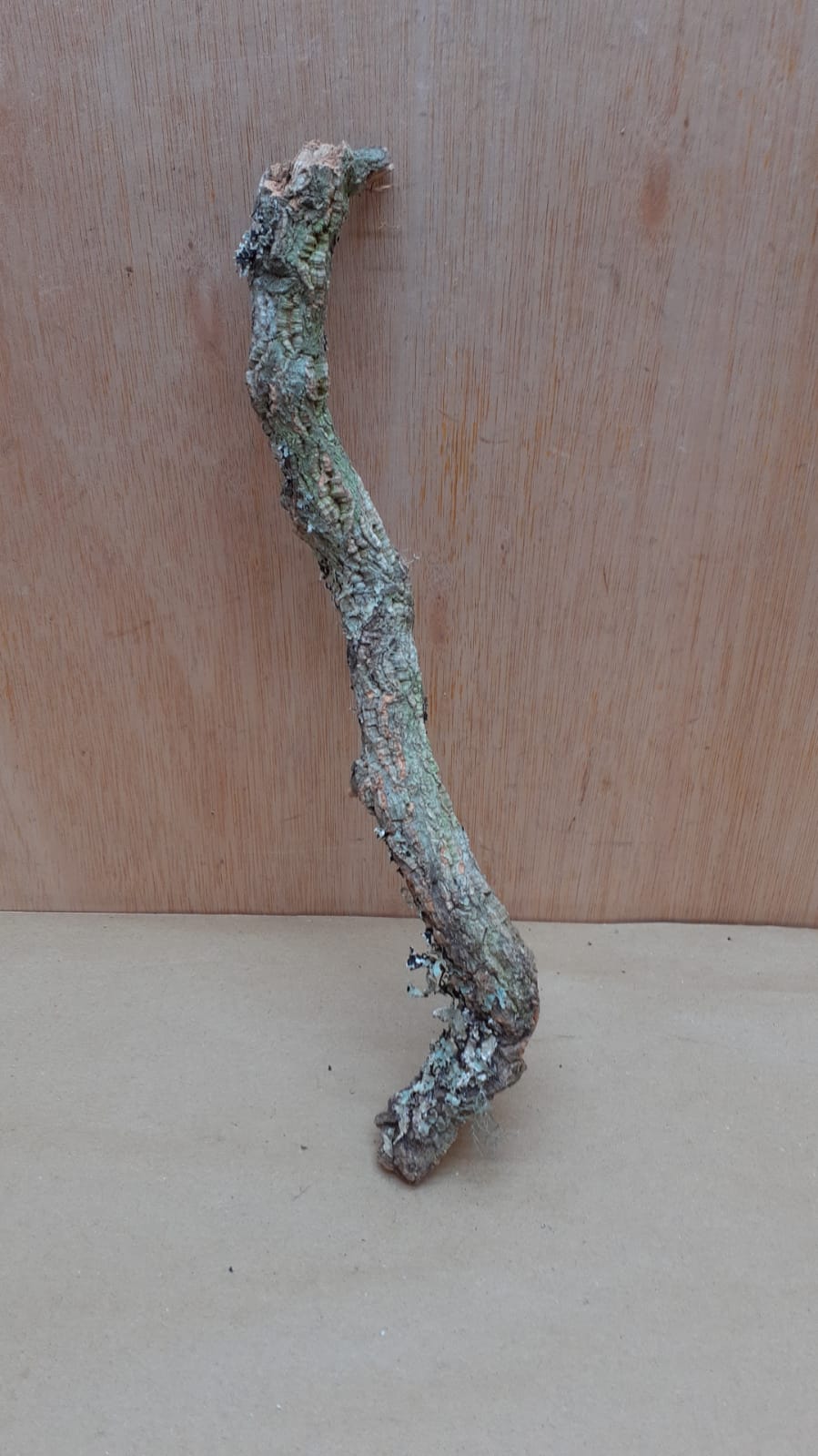 Small Cork Branch - Upto 40cm - 11