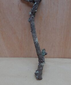 Small Cork Branch - Upto 40cm - 9