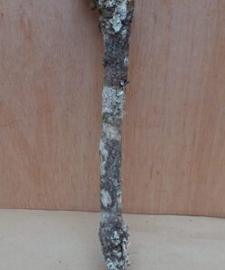 Small Cork Branch - Upto 40cm - 12